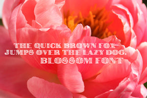CG Blossom Font - Digital Download